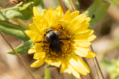 Bombus