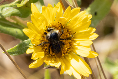 Bombus