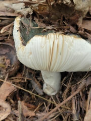 Russula