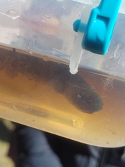 Neochanna burrowsius