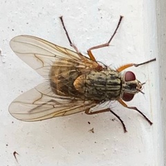 Phaonia valida