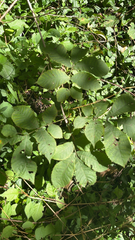 Carya cordiformis