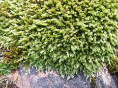 Hypnum cupressiforme