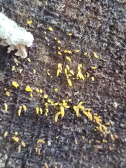 Calocera cornea