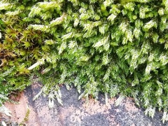 Hypnum cupressiforme