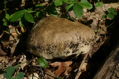 Caloboletus radicans