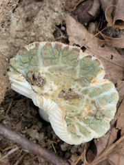 Russula