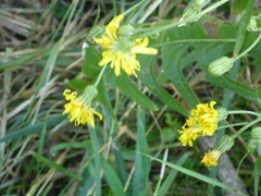 Crepis setosa
