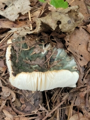 Russula
