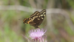 Papilio palamedes