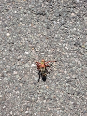 Barbitistes serricauda