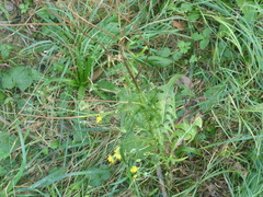 Crepis setosa