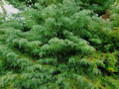 Cupressus