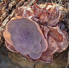 Aeonium
