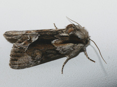 Hyppa rectilinea