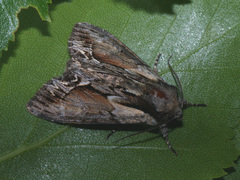 Hyppa rectilinea