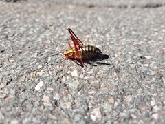 Barbitistes serricauda