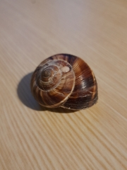 Helix lucorum
