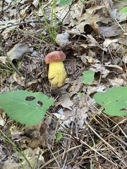 Boletus sensibilis