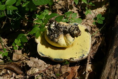 Caloboletus radicans