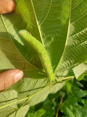 Marumba dyras