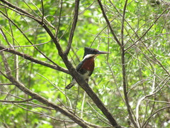 Chloroceryle americana