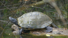 Trachemys scripta
