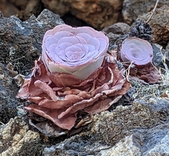 Aeonium