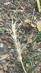 Elymus virginicus