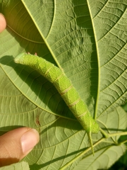 Marumba dyras