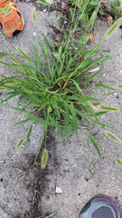 Setaria viridis
