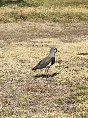 Vanellus chilensis