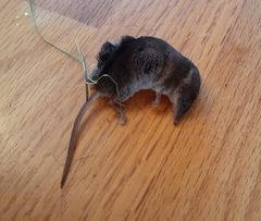 Sorex cinereus