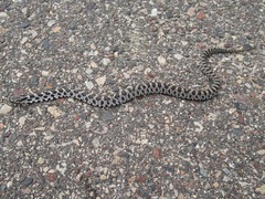 Pantherophis ramspotti
