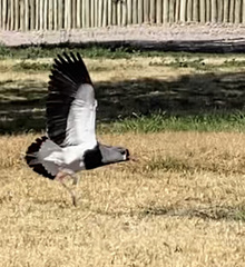 Vanellus chilensis
