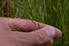 Rhynchospora capillacea