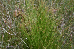 Rhynchospora capillacea