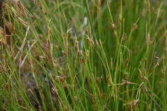 Rhynchospora capillacea