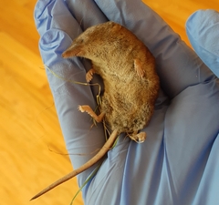 Sorex cinereus