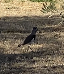 Vanellus chilensis