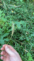 Elymus virginicus