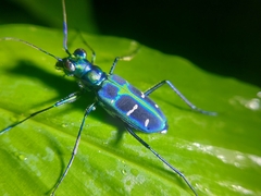 Cosmodela barmanica