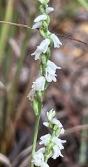 Spiranthes tuberosa