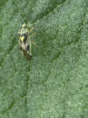 Cimicomorpha