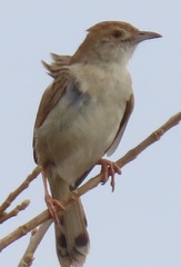 Cisticola chiniana