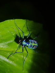 Cosmodela barmanica