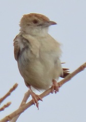 Cisticola chiniana