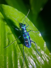 Cosmodela barmanica