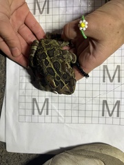 Sclerophrys pantherina