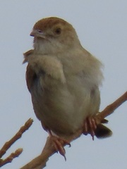 Cisticola chiniana